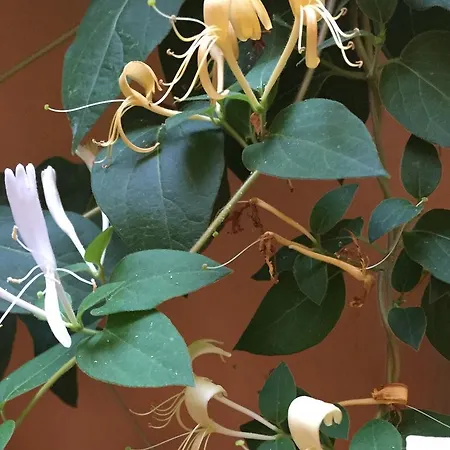 Διαμέρισμα Jasmin Βάρνα