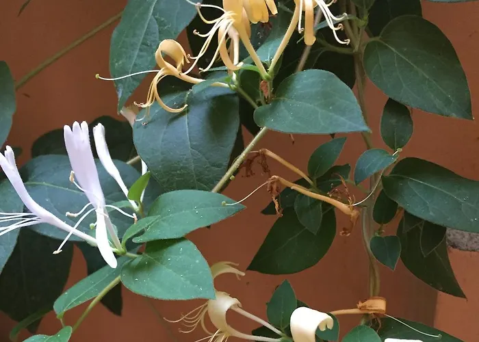 Apartment Jasmin Varna